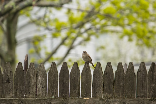 6 Signs Your Fence Needs Replacement